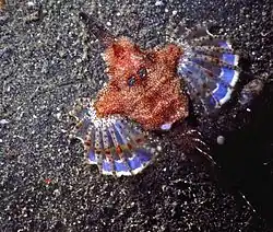 Eurypegasus draconis (Sulawesi, Indonésie).