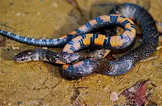 Description de l'image Short Ground Snake (Liophis breviceps) (14135118673).jpg.