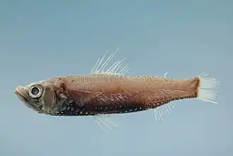 Description de l'image Shortfin neoscopelid (Neoscopelus microchir).jpg.