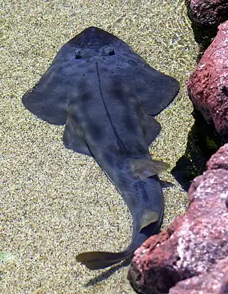 Description de l'image Shovelnose_guitarfish.JPG.