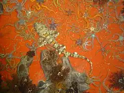 Les ophiures peuvent parfois vivre en densités très importantes, comme ici en Afrique du Sud.