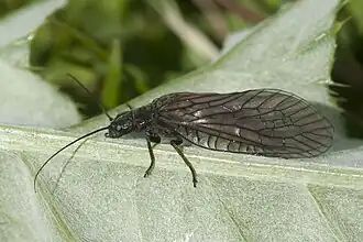 Description de l'image Sialis fuliginosa01.jpg.