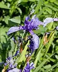 Iris ruthenica - Fleur