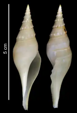 Sibogasyrinx sangeri