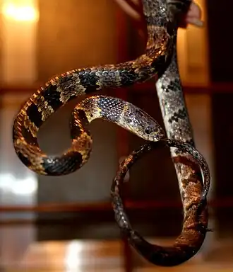 Description de l'image Sibynomorphus neuwiedi MZUFV.JPG.