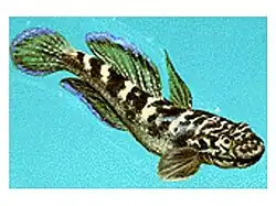 Sicyopterus stimpsoni