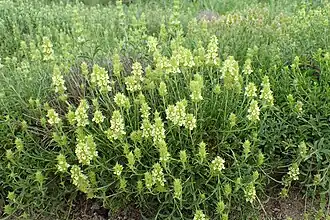 Crapaudine de Guillon.