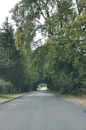 Siecino