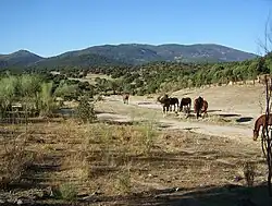 Paysage de la Sierra de San Vicente.