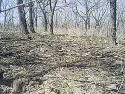 Forêt du Sikhote Aline après un incendie, mai 2009.