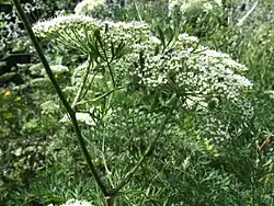 Vue d'une plante aux fleurs blanches disposées en ombelles
