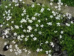 Silene alpestris