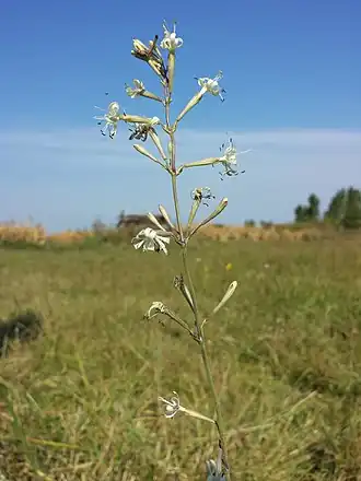 Description de l'image Silene multiflora sl4.jpg.