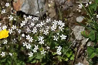 Silene rupestris