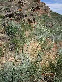 Silene volgensis en mai 2019.