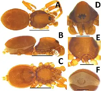 Description de l'image Silhouettella tiggy (10.3897-evolsyst.2.25200) Figure 18.jpg.