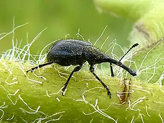 Description de l'image Silphium laciniatum-Haplorhynchites aeneus.jpg.