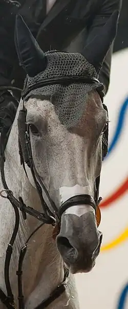 Gros plan sur une tête de cheval gris, vue de face.