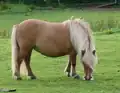 Dans une prairie, un petit poney rond alezan crins lavés broute tranquillement.