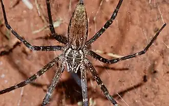 Description de l'image Silver Funnelwebber (Euprosthenops bayaonianus) (51101038020).jpg.