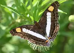 Doxocopa laure