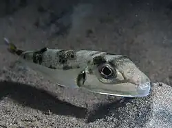 Lagocephalus sceleratus