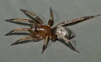 Description de l'image Silvery Vagabond Spider Anzacia gemmea.jpg.