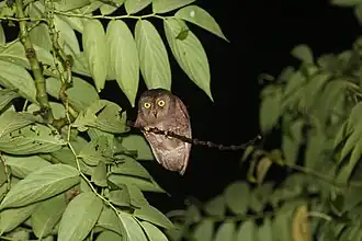Description de l'image Simeulue Scops Owl Endemik.jpg.