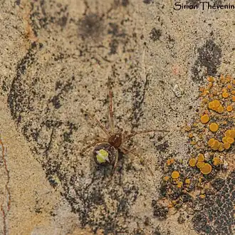 Description de cette image, également commentée ci-après