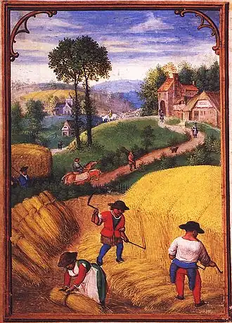 Moisson  de blé à la sape et liage d'une gerbe. Flandres, vers 1500-1550