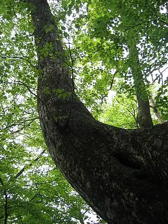 Description de cette image, également commentée ci-après