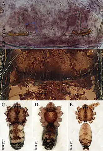 Description de l'image Sinoderces xueae (10.3897-zookeys.886.39212) Figure 10.jpg.