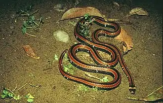 Description de l'image Sinomicrurus sauteri w0073.jpg.