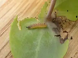 Chenille sur Derwentia perfoliata.