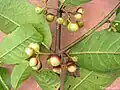 jeunes fruits de Siparuna guianensis