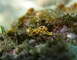 Siphopteron michaeli