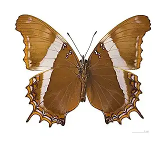 Description de cette image, également commentée ci-après