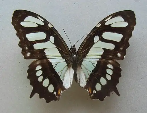 Siproeta stelenes biplagiata.