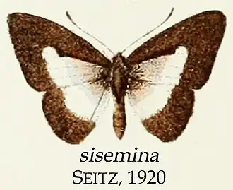 Description de l'image SiseminaSeitz1920OD.jpg.