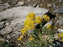 Sisymbre d'Autriche (Sisymbrium austriacum)