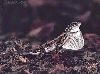 Description de cette image, également commentée ci-après