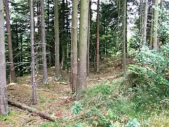 Vue sur l'un des remparts du site de hauteur de Varrinchâtel.