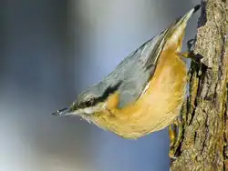 Photographie d'une Sitelle torchepot, sur un tronc d’arbre, tête en bas.