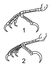 Comparaison des pattes entre 1. Sittelle torchepot (S. e. asiatica) et 2. Sittelle de Sibérie, d'après Redkin & Konovalova (2006).