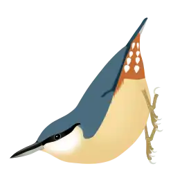 Sitta europaea caesia, peuplant l'Europe continentale.