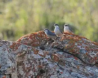Trois sittelles aux épais traits loraux, sur un rocher.