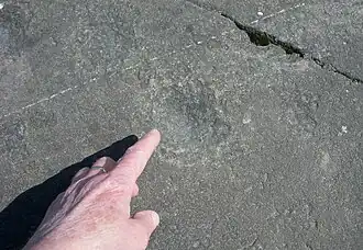 Cupule dans le parc.