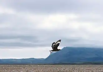 Grand Labbe sur les sandur de Skeiðarársandur.