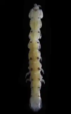 Skuphonura oaxaquensis