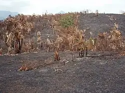 Photographie couleur d'une forêt incendiée dont les seuls restes sont des troncs noircis